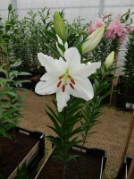 [3457 Silentia(W07 0363-02) VZ No01.JPG]